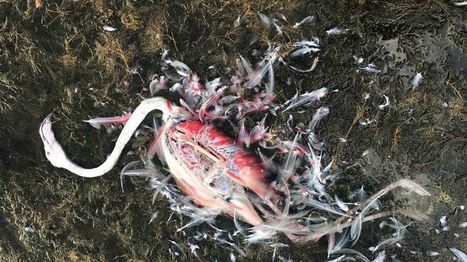 Six flamants roses tués au plomb de chasse à Biguglia | Les oiseaux au gré du vent | Scoop.it