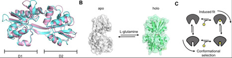 Dissecting mechanisms of ligand binding and conformational changes in the glutamine-binding protein | eLife | RMH | Scoop.it