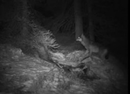 Italie : le loup de retour dans le Val di Non | Loup | Scoop.it