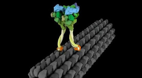 Molecular Motor Dynein Exhibts Strut Like Movement | 21st Century Innovative Technologies and Developments as also discoveries, curiosity ( insolite)... | Scoop.it