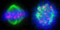 Capturing chromosomes during cell division | Science News | Scoop.it