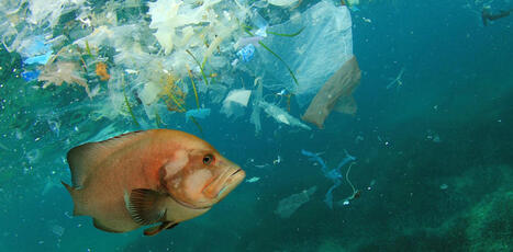 Recycler les plastiques pour protéger les océans, une illusion face à la surproduction ? | Planète DDurable | Scoop.it