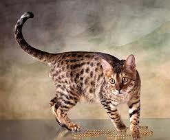 T&auml;plikkyys | 1Uutiset - Lukemisen t&auml;hden | Scoop.it