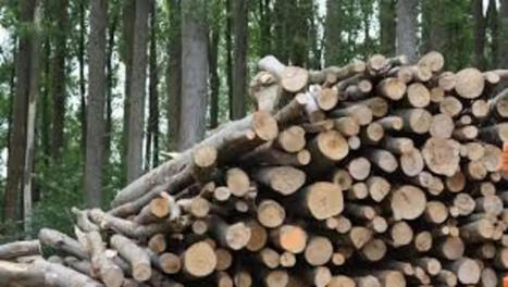 Transition &eacute;cologique et souverainet&eacute; : la fili&egrave;re bois fait tronc commun | Banque des Territoires | La SELECTION du Web | CAUE des Vosges - www.caue88.com | Scoop.it