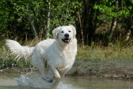 Les antipuces pour chiens polluent massivement lacs et étangs | Toxique, soyons vigilant ! | Scoop.it