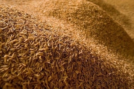 La balle de riz : litière animale et isolant naturel