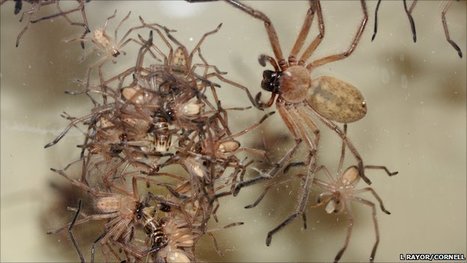 [2011] Comment des araignées chasseuses sociales vivent et chassent ensemble [en anglais] | Insect Archive | Scoop.it