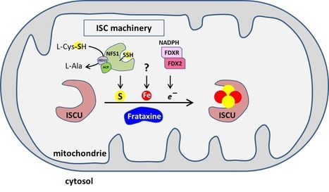 Ataxie de Friedreich : un mod&egrave;le in vitro robuste l&egrave;ve le voile sur le r&ocirc;le physiologique de la frataxine | Life Sciences Universit&eacute; Paris-Saclay | Scoop.it