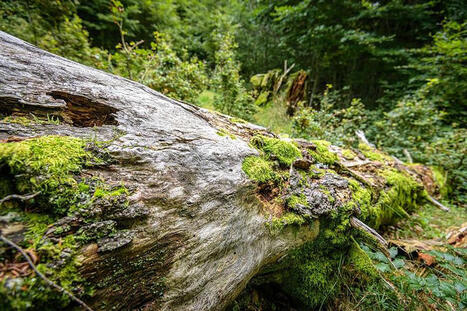 Biodiversit&eacute; : neuf r&eacute;serves biologiques renforcent le r&eacute;seau des for&ecirc;ts sous protection forte | For&ecirc;t, Bois, Milieux naturels : politique, l&eacute;gislation et r&eacute;glementation | Scoop.it