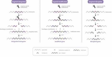 New rapid method of developing and assembling gene-editing tools (TALENs) could revolutionize genetic research | Amazing Science | Scoop.it