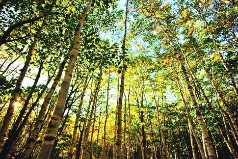 A New Paradigm for Maine's Woodlands? | Timberland Investment | Scoop.it