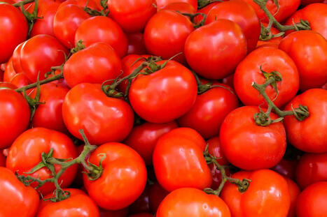 SERRES : La Chine et l&rsquo;Espagne sont les pays qui ont le plus de serres | FRUITS ET L&Eacute;GUMES | Scoop.it