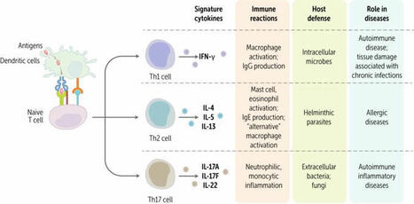 ScholarRx on LinkedIn: #medicaleducation #immunology #curriculumdevelopment #meded #medicalschool… | Immunology | Scoop.it