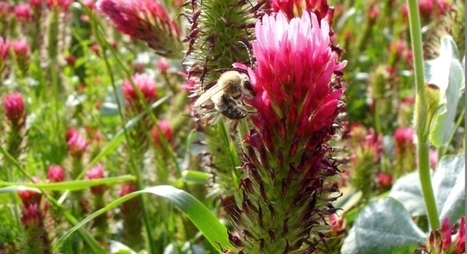 INRA La diversité des habitats non cultivés : un facteur clé pour préserver la biodiversité dans les exploitations agricoles | Paysage - Agriculture | Scoop.it