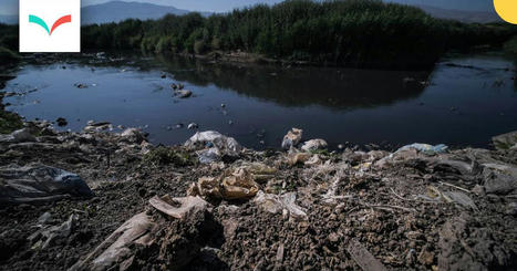 Désastre écologique dans le fleuve Litani et le lac Qaraoun | CIHEAM Press Review | Scoop.it