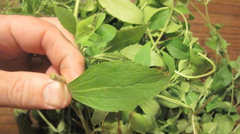 Vous voulez arrêter de fumer ? Cette herbe détruit votre manque de nicotine définitivement. | La Sagesse de la Nature | Scoop.it