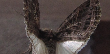 Le premier rendez-vous amoureux du papillon de nuit | EntomoNews | Scoop.it