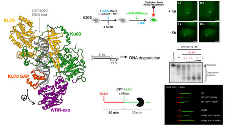 Structural analysis reveals how Ku recruits and stimulates WRN. | I2BC Paris-Saclay | Scoop.it