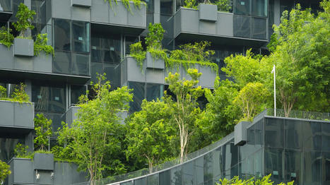 L’effet retors des arbres en ville | Plusieurs idées pour la gestion d'une ville comme Namur | Scoop.it