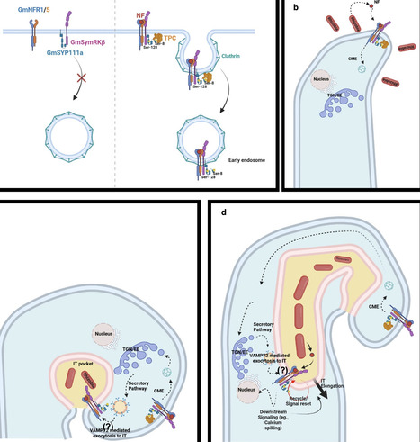Direct coupling of nod factor signaling to vesicular trafficking initiates legume nodulation | Ncm | RMH | Scoop.it