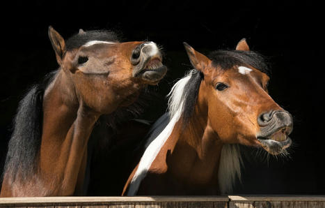 Les odeurs, une source d’enrichissement du milieu de vie des chevaux | vetitude | Scoop.it