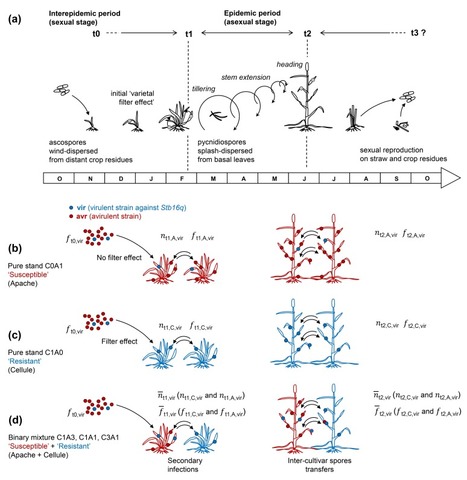 Evolution d’une population fongique responsable de la septoriose du blé dans des associations variétales : à la recherche d’un compromis entre efficacité et durabilité des résistances variétales ? | Life Sciences Université Paris-Saclay | Scoop.it