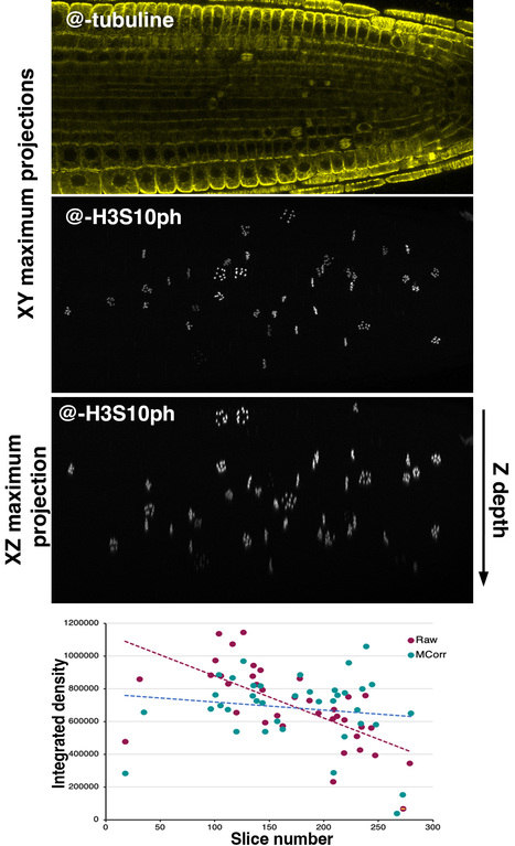 Quantification semi-automatique des signaux 3D de phosphorylation de l'histone H3 pendant la division cellulaire dans les méristèmes racinaires d’Arabidopsis | Life Sciences Université Paris-Saclay | Scoop.it