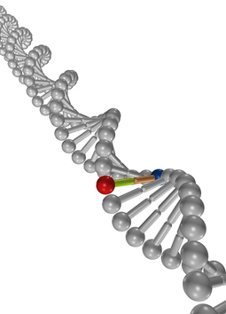 New DNA cleavage technique could lead to more versatile genetic engineering | Genetic Engineering Publications - GEG Tech top picks | Scoop.it