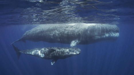 How Do You Say ‘Danger’ in Sperm Whale Clicks? | Soggy Science | Scoop.it