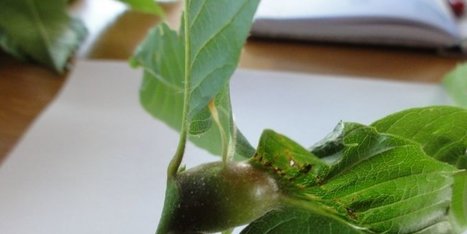 Aquitaine. Les châtaigniers ciblés par le cynips ravageur | Variétés entomologiques | Scoop.it