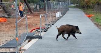 "C'est un animal qui a colonis&eacute; tout le d&eacute;partement", les sangliers prolif&egrave;rent dans les Landes - ICI | Landes - Conseils municipaux & communautaires | Scoop.it