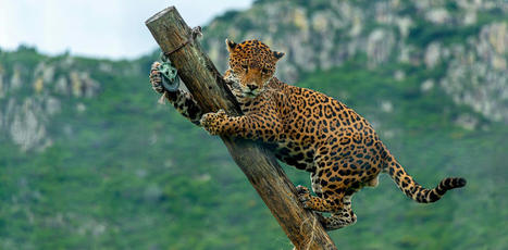 Big cats eat more monkeys in a damaged tropical forest – and this could threaten their survival | Ecosystèmes Tropicaux | Scoop.it