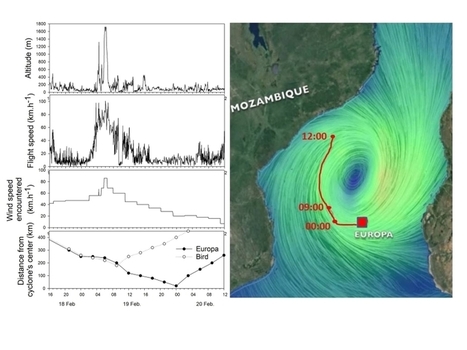 Les oiseaux marins sont capables de prédire et d'éviter l'arrivée d'un cyclone - INEE | Biodiversité | Scoop.it