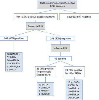 Frontiers | Limitations of a Commercial Assay as Diagnostic Test of Autoimmune Encephalitis | Immunology | AntiNMDA | Scoop.it