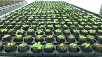 Zoom sur la complexité génétique chez les plantes | Life Sciences Université Paris-Saclay | Scoop.it