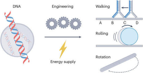 Programming DNA machines to move | Nrc | RMH | Scoop.it