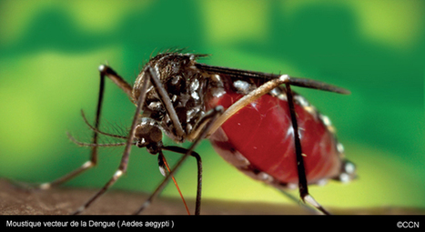 Guadeloupe - Martinique. Mobilisation générale contre la dengue  car le vaccin se fait attendre | EntomoNews | Scoop.it