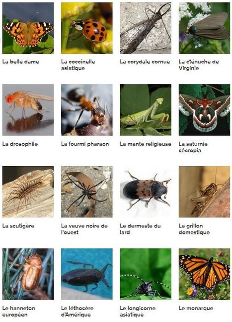 Se documenter > Insectes et autres arthropodes > Rechercher un insecte ou un arthropode | Insect Archive | Scoop.it