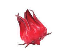 L'ECHO DEMETER : Le bissap rouge, un hibiscus qui est un trésor africain  | L'ECHO DEMETER | Scoop.it