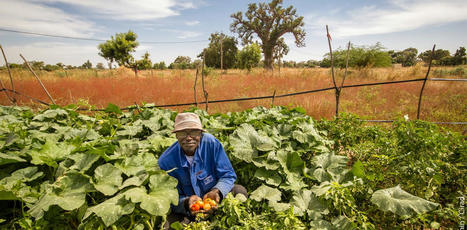 AFRIQUE : Au Sénégal, la grande caravane de l’agroécologie reprend la route ! | CIHEAM Press Review | Scoop.it