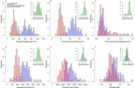 Leaf Growth Response to Mild Drought: Natural Variation in Arabidopsis Sheds Light on Trait Architecture | The Plant Cell | Scoop.it