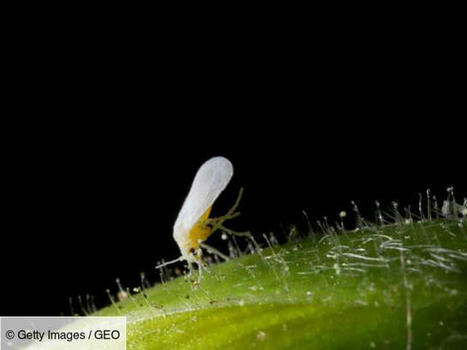 Le secret de cette mouche résistante aux insecticides percé par des scientifiques | EntomoNews | Scoop.it