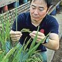 Wonder rice gene seen boosting yields by 36% - Manila Standard Today | Genetic Engineering Publications - GEG Tech top picks | Scoop.it