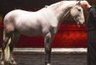 Penser comme un cheval | Cheval et Nature | Scoop.it
