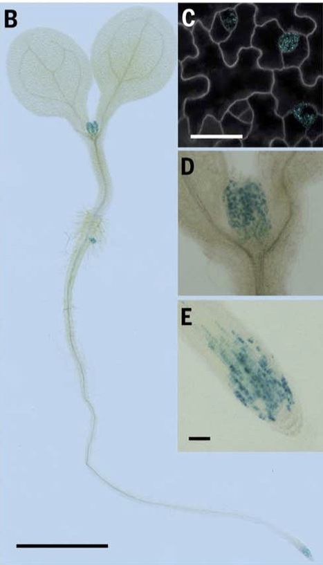The preprophase band of microtubules controls the robustness of division orientation in plants (Science), a new publication from IJPB / SPS Labex. | Life Sciences Université Paris-Saclay | Scoop.it