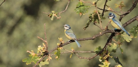 Comprendre les mécanismes d’adaptation aux dérèglements climatiques, un vrai défi | Regards croisés sur la transition écologique | Scoop.it
