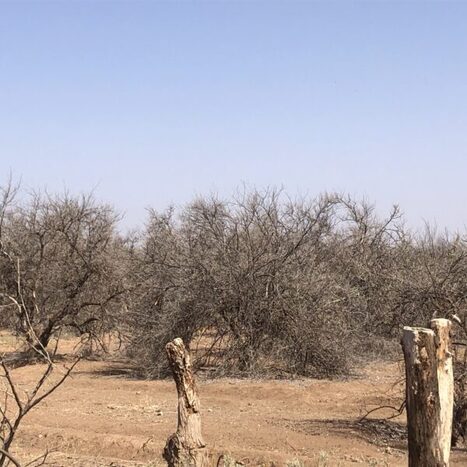 MAROC : Les contradictions de la gestion de l’eau dans le secteur agricole  | CIHEAM Press Review | Scoop.it
