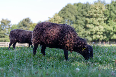Rangez votre tondeuse, les moutons broutent votre pelouse pour deux fois moins cher | GREENEYES | Scoop.it