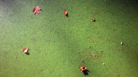 El transatlántico en la charca. | Boletín resumen 2017, el año de los cuchillos largos. | Scoop.it