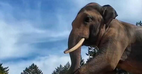 Pumpafest för elefanter på zoo | Utrikes | 1Uutiset - Lukemisen tähden | Scoop.it